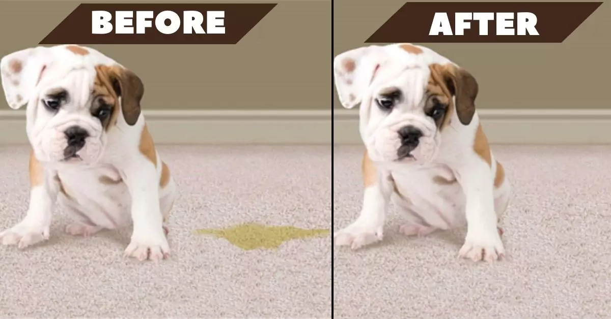 Pet-Stain-Before-After